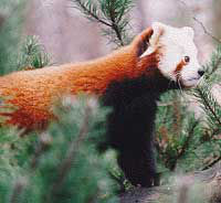 Katzenbär (c) Zoo Leipzig