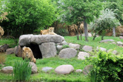 Löwensavanne Makasi Simba (c) Zoo Leipzig