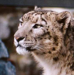 Schneeleopard (c) Zoo Magdeburg