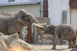 Asiatischer Elefant (c) Hellabrunn / Christian Seemann