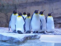 Königspinguin (c) Hellabrunn / Eva Korb