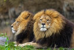 Löwe (c) Hellabrunn / Maria Fencik