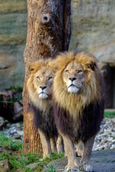 Löwe (c) Hellabrunn / Christian Roussaint