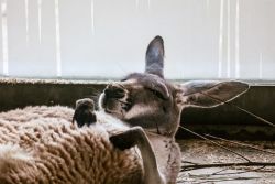 Rotes Riesenkänguru (c) Hellabrunn / Alina Siering