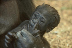 Gorilla-Jungtier Jamila (c) Allwetterzoo Münster