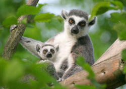 Katta Mobi mit Jungtier (c) Allwetterzoo Münster