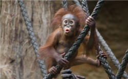 Niah (c) Allwetterzoo Münster