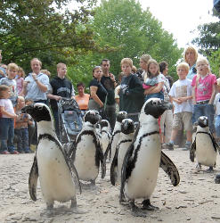 Pinguinmarsch im Allwetterzoo (c) Allwetterzoo Münster