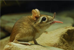 Rüsselspringer (c) Allwetterzoo Münster