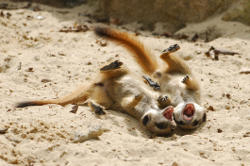 Spielende Erdmännchen (c) Allwetterzoo Münster