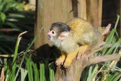 Totenkopfaffe (c) Zoo Osnabrück