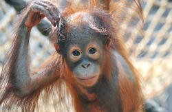Orang-Utan (c) Zoo Rostock