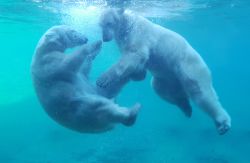 Eisbären (c) Zoo Rostock