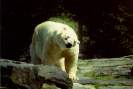 Eisbär / F. Thevessen