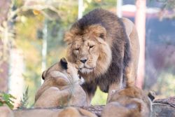 Indi und Shapur (c) Zoo Schwerin