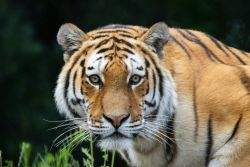 Amurtiger (c) Wilhelma