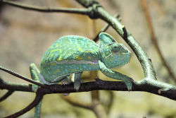 Chamäleon (c) Tropenhaus Bansin