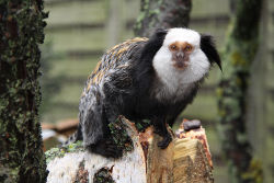 Weissgesichtsaffen (c) Tropenhaus Bansin