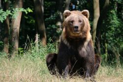 Braunbärin "Doro" (c) Bärenpark