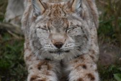 Luchs Elba, liegend (c)Bärenpark Worbis