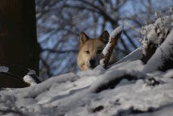 Wolf Raik im Winter (c)Bärenpark Worbis
