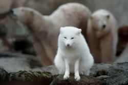 Polarfuchs 
(c) Bernd Ohlthaver / Zoo am Meer
