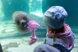 Robbe mit Kind 
(c) Zoo am Meer